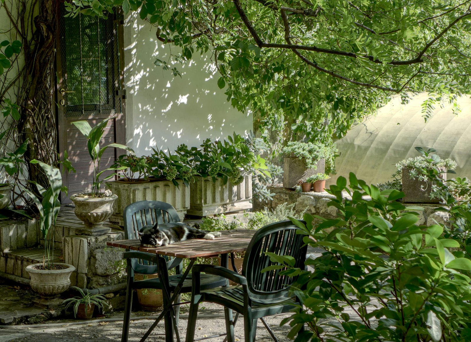 a garden photo with a cat taking a nap