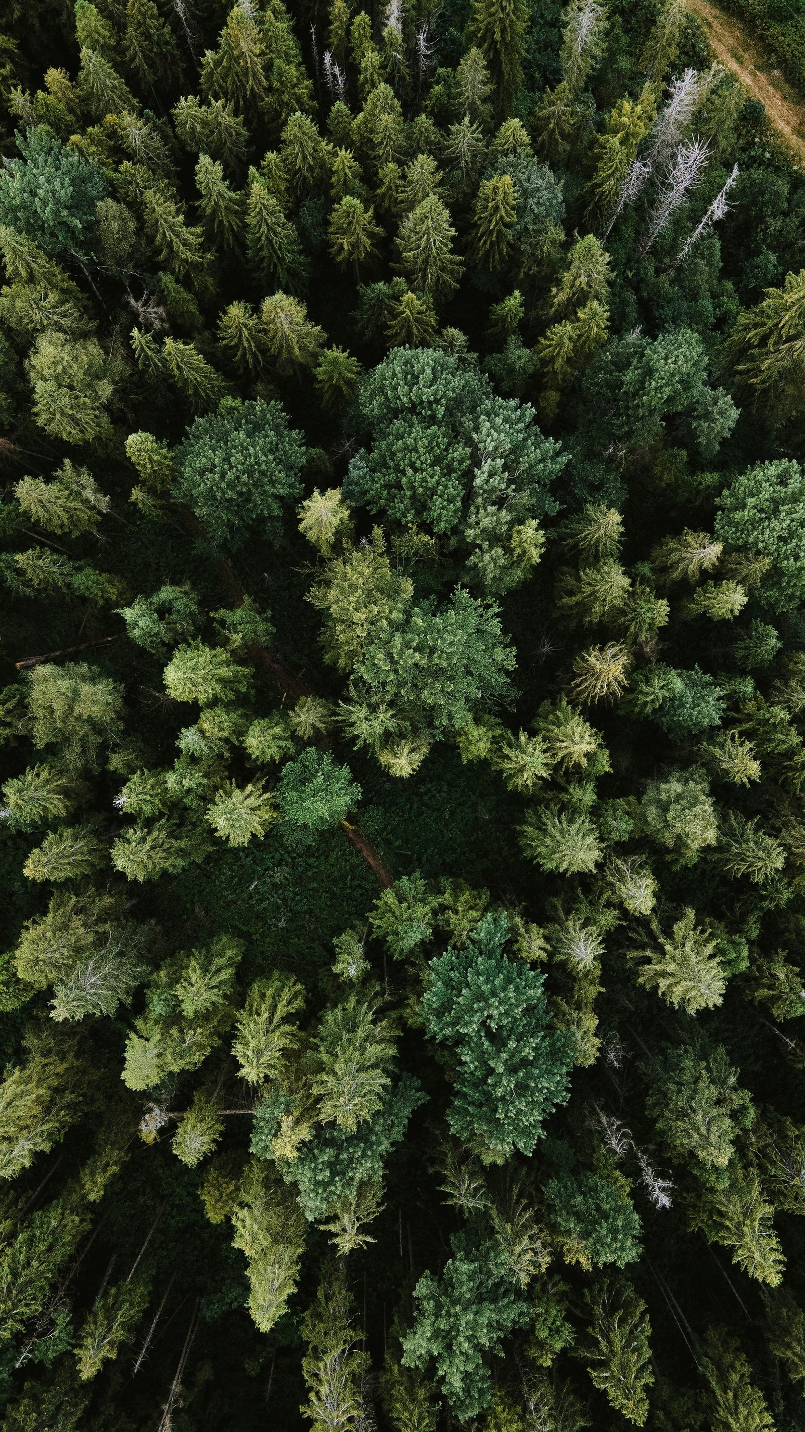 Trees